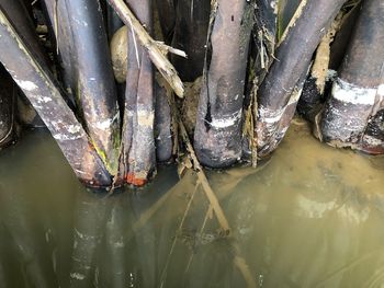 High angle view of fish in water