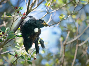 Low angle view of bird perching on branch