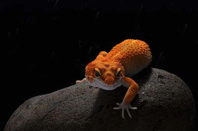 Close-up of crab on rock