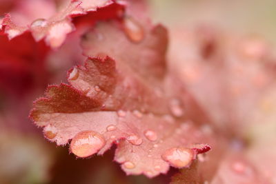 Close-up of wet pink rose leaves