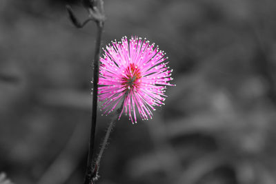 Close-up of thistle blooming outdoors