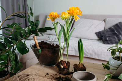 The concept of spring transplanting indoor plants at home.