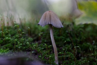 Close-up of mushroom growing on field