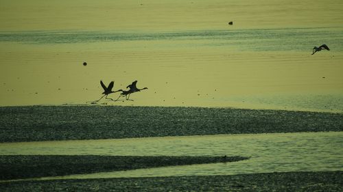 Silhouette birds on beach