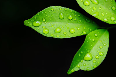 Close-up of raindrops on leaves