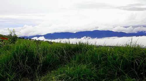 Scenic view of agricultural field against sky