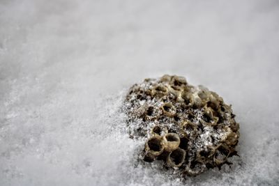 High angle view of hive in snow 