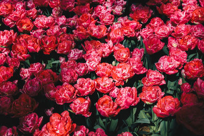 High angle view of pink roses