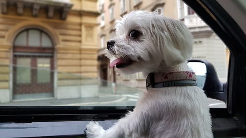 Close-up of dog looking through window