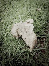 Close-up of dry leaves on field