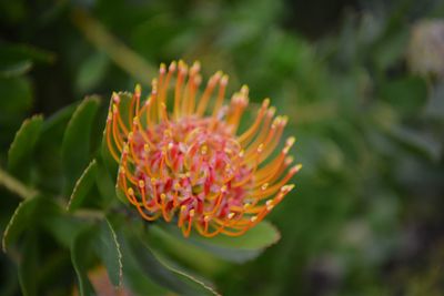 Close-up of flowering plant