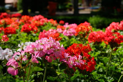 Close-up of pink flowers in park