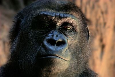 Close-up portrait of monkey