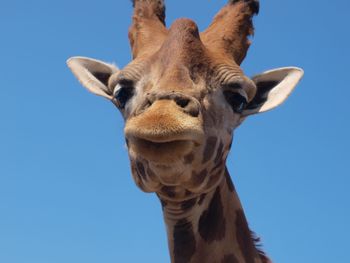 Close-up of giraffe against clear blue sky