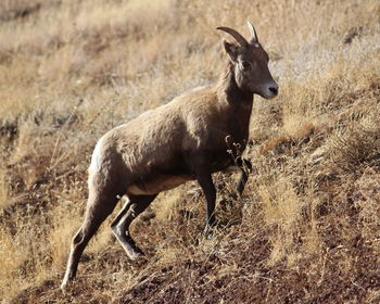 Side view of bighorn sheep on field