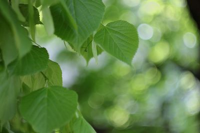 Close-up of fresh green leaves