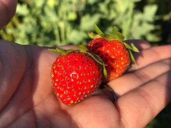 Cropped hand holding strawberries