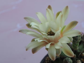 Close-up of white flowering plant