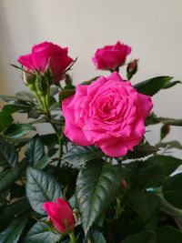 Close-up of pink roses blooming outdoors