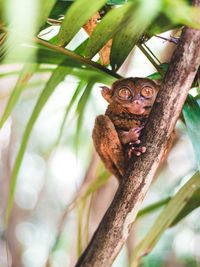 Low angle view of bohol tarsier on branch of tree