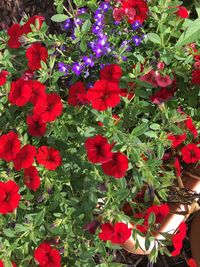 Red flowers and plants