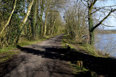 Road amidst trees in forest