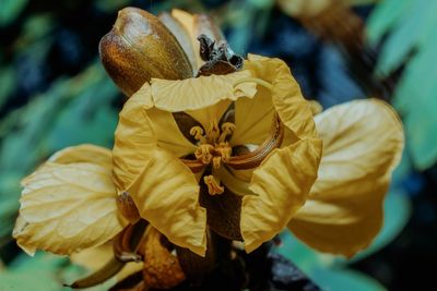 Close-up of wilted on yellow flowering plant