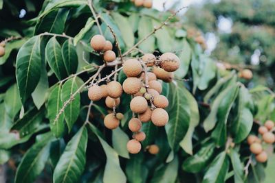 Close-up of fruits growing on tree