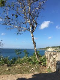 Tree by sea against sky