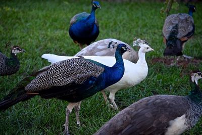 Birds on grassy field