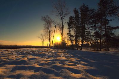 Trees on snow covered landscape at sunset