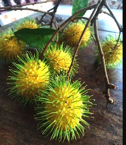 Close-up of cactus growing on table