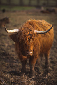 Close-up of cow standing on field