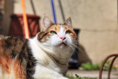 Close-up of cat looking away