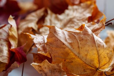 Close-up of dry maple leaves during autumn