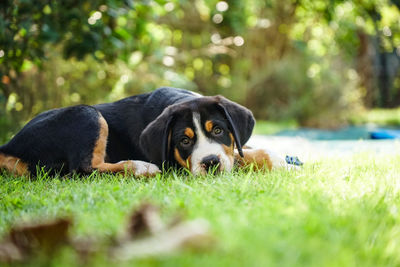 Close-up of dog on grassy field