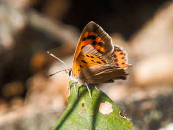 Close-up of butterfly on flower