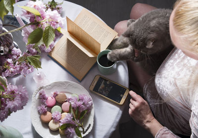 Girl sits with a british gray cat at a table with cakes,as,belgium, may 5, 2021