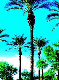 palm tree