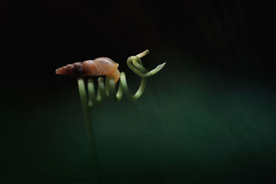 Close-up of snail on tendril