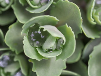 Full frame shot of succulent plant