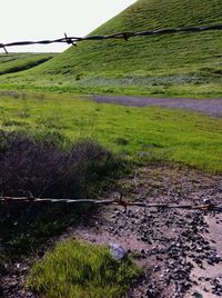 View of grass in field