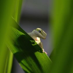 Close-up of green frog on leaf