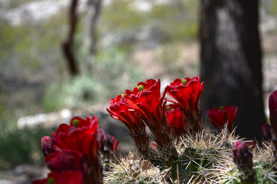 Close-up of red flowers