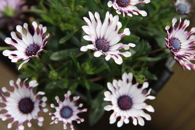Close-up of pink flowers