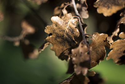 Close-up of dried leaves on plant