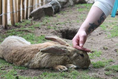 View of a hand holding farm