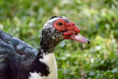 Close-up of a bird