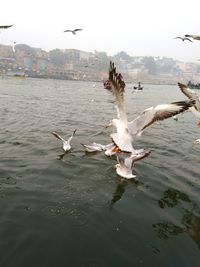 Seagulls flying over lake