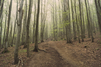 Trees growing in forest